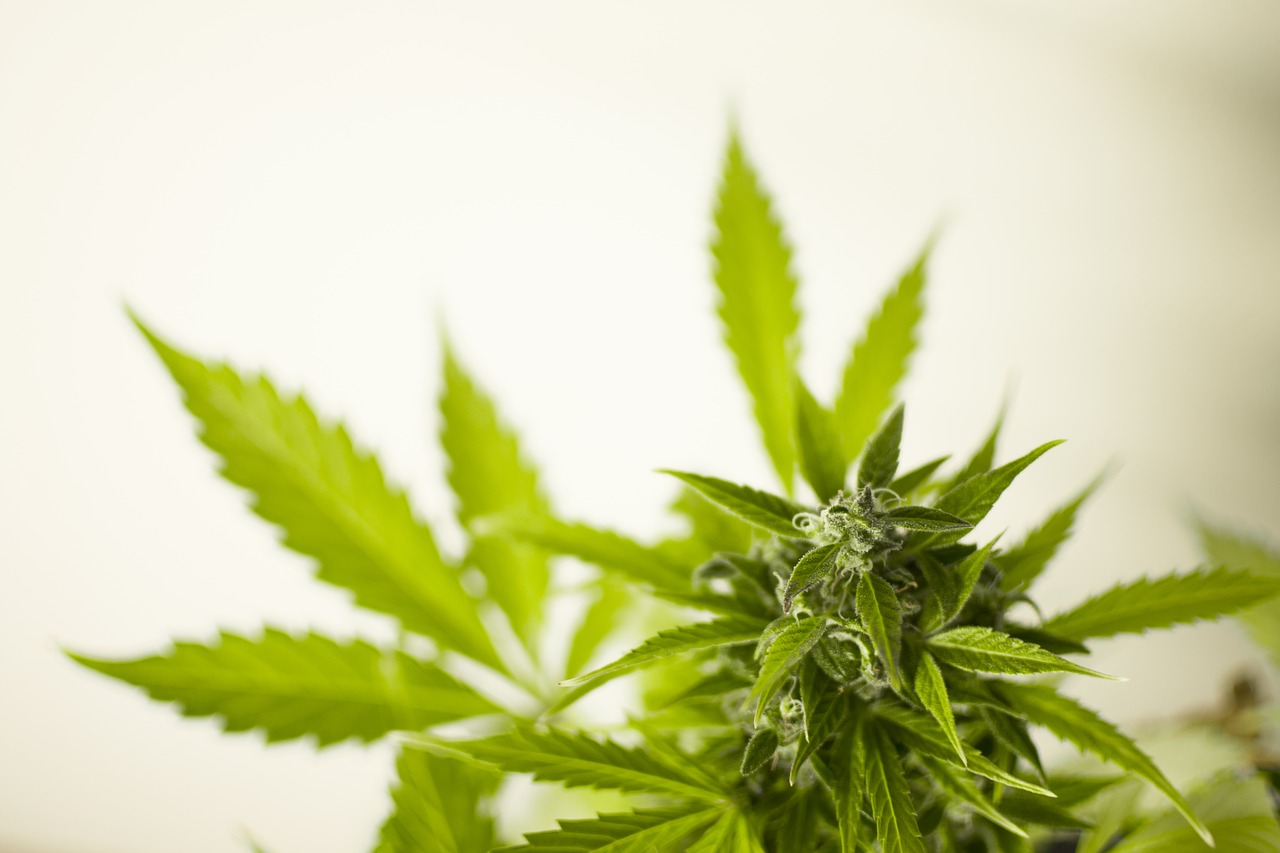 WhatsApp Image 2018-02-21 at 12.19.17 (1) marijuana leaves